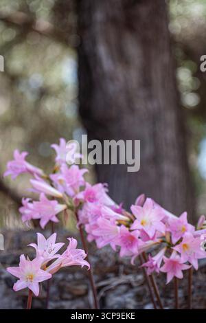 Un piccolo gruppo di Amaryllis belladonna cresce sul bordo del giardino. Komeno, Corfù, Grecia. Foto Stock
