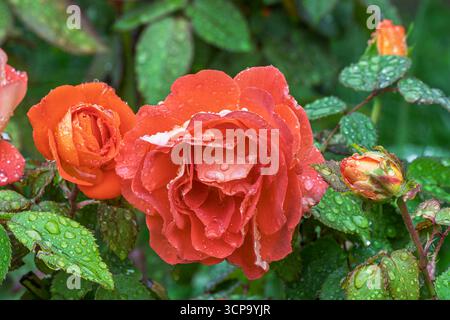 Vista ravvicinata dei delicati fiori di rosa arancio rosso che sbocciano all'aperto in giardino dopo la pioggia Foto Stock