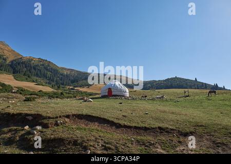 Casa di pastori yurta in un luogo pittoresco. Paesaggio montano, colline con erba gialla e verde. Pascolo locale per pascolo libero. Cielo blu chiaro. I vitelli stanno pascolando. Foto Stock