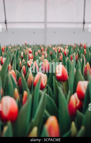 Tulipani vibranti in una serra, che mostra un campo lussureggiante di fiori colorati circondati da foglie verdi, creando un floreale sereno e pittoresco Foto Stock