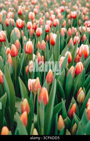 Vivace campo di tulipani in fiore con petali rossi e bianchi circondati da foglie verdi lussureggianti, creando uno splendido paesaggio floreale che cattura il Foto Stock
