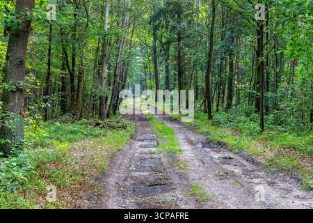 Straight dirt road through lush deciduous forest with trees on the sides in Puszcza Marianska Nature Reserve in Poland. Foto Stock