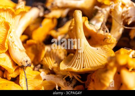 Vista ravvicinata dei funghi Cantharellus (Cantharellus) freschi raccolti durante la caccia ai funghi in autunno in Polonia, vista ravvicinata. Foto Stock