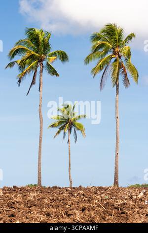 Tre palme da cocco in piedi su un campo a Cebu, Filippine Foto Stock