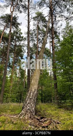 Un alto pino pendente sorge tra una fitta foresta di foglie verdi e altri alberi. Il cielo è parzialmente nuvoloso, creando un ambiente naturale sereno Foto Stock