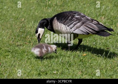Barnacle oca pulcino e adulto Foto Stock