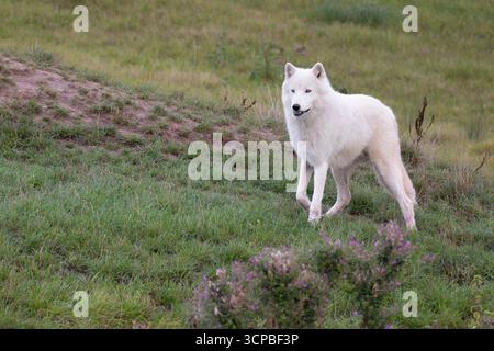 Volpe artica Foto Stock