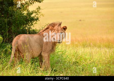 Un giovane leone maschile si erge accanto a un cespuglio, osservando con attenzione i suoi dintorni nella remota area del Parco Nazionale di Kidepo, nel nord dell'Uganda. Foto Stock