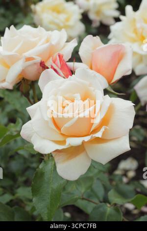 Rosa Chanelle, rosa vigorosa e cespugliosa con fiori semi-doppi rosa pallido e piccante. Foto Stock