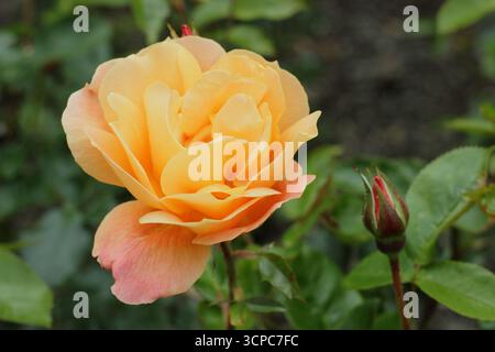 Rosa Southampton rosa sgargiante e verticale con ammassi di fragranti, doppi fiori d'arancio. Foto Stock