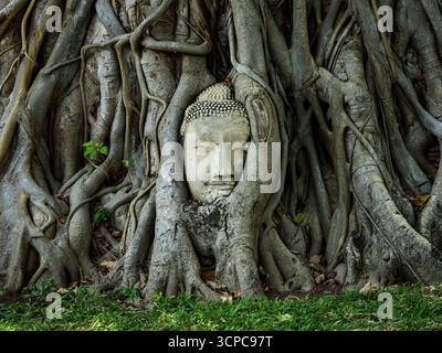 Ayutthaya, Thailandia - 1 marzo 2025: Famosa testa di Buddha nelle radici degli alberi di bodhi a Wat Mahathat, parco storico di Ayutthaya. Foto Stock