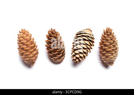 Quattro coni di abete in fila. Picea pungens coni isolati su sfondo bianco, elementi di design. Foto Stock