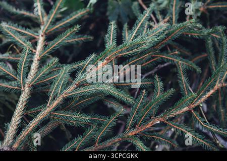 Struttura di fondo dei rami di abete con piccoli aghi verdi scuri Foto Stock