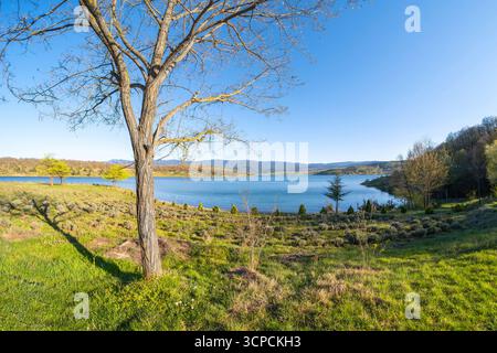 Vista sul lago dietro un albero. Erba verde e montagne all'orizzonte. Fotografia con grandangolo. Foto Stock