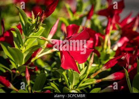 Un primo piano di fiori di mandevilla in fiore in un giorno di settembre Foto Stock