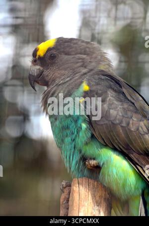 Pappagallo di Meyer, pappagallo bruno, Goldbugpapagei, Perroquet de Meyer, Poicephalus meyeri, szavannai afropapagáj Foto Stock