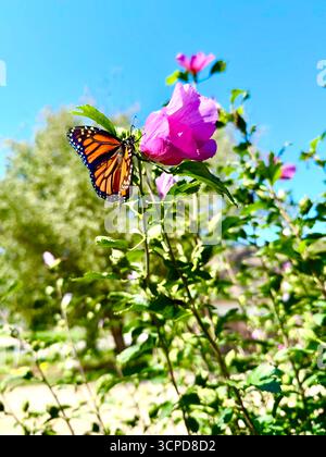 La farfalla monarca, Danaus plexippus, si nutre di Althea, Rosa di Sharon alla fine di settembre mentre effettuava il volo migratorio verso il Messico. Kansas, Stati Uniti. Foto Stock