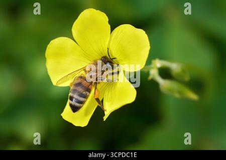WESTERN Honey Bee (Apis mellifera) che raccoglie il polline su un sorrel di legno africano (Oxalis pes-caprae) Foto Stock