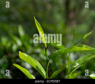 Giovane pianta di tè che cresce nelle Highlands dello Sri Lanka Foto Stock