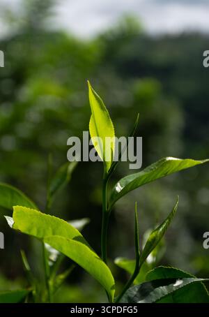 Giovane pianta di tè che cresce nelle Highlands dello Sri Lanka Foto Stock