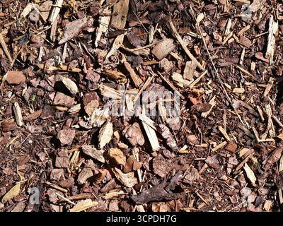 Primo piano di trucioli di legno marrone e pacciame di corteccia sparso sul terreno, offrendo una copertura naturale per i letti paesaggistici. Aggiunge consistenza organica e umidità Foto Stock