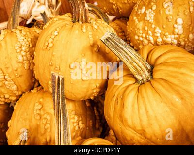 Zucche e buongustai fresche dal raccolto che mostrano il loro colore arancio autunnale o autunnale in una pila per la vendita in un mercato agricolo a Montgomery, Alabama, USA. Foto Stock
