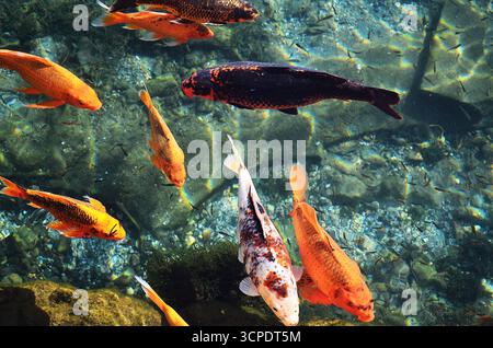 Pesci colorati di Koi sotto l'acqua, stagno mulino a Tapolca, Ungheria Foto Stock