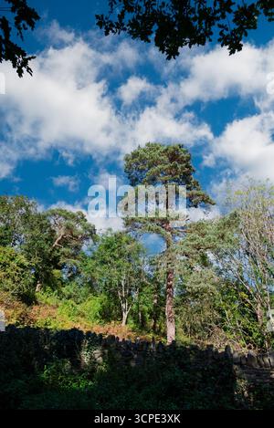 Un alto pino si erge contro un cielo blu con soffici nuvole, incorniciato da altri alberi e da un muro di pietra. Bellezza della natura in mostra. Willsbridge Mill Foto Stock