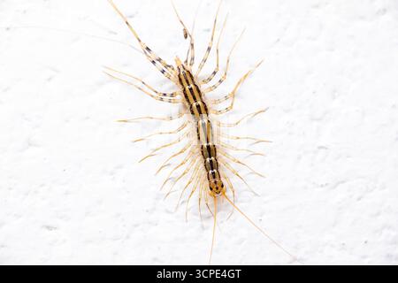 Un Centipede della Casa (Scutigera coleoptrata) che strizza su una parete bianca Foto Stock
