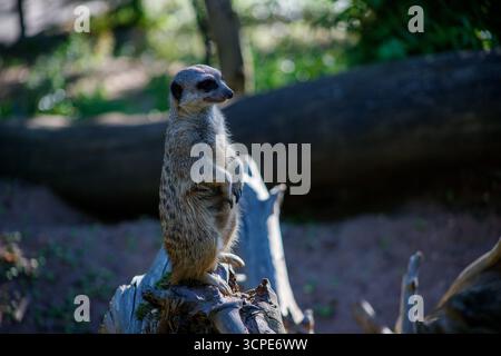 Un meerkat si erge in posizione verticale su un ceppo d'albero, guardando vigile con uno sfondo sfocato di tronchi e vegetazione verde. Foto Stock