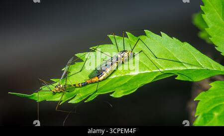 Due mosche di gru appoggiate su una foglia verde vibrante, che mostrano i loro corpi delicati e le gambe lunghe su uno sfondo naturale lussureggiante, ne esaltano la bellezza Foto Stock