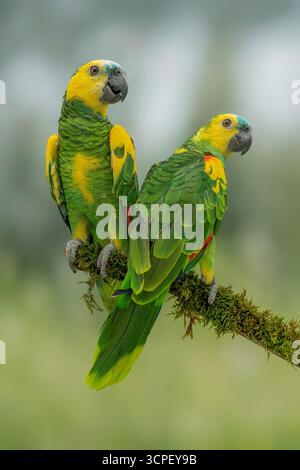 Amazona aestiva xanthopteryx, con facciata turchese e con facciata blu, selezione gialla Foto Stock
