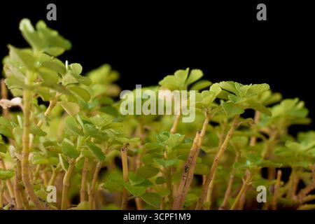pianta di stonecrop giapponese, sedum makinoi, minuscola foglia verde-oro con gambo marrone-rossastro, copertura del suolo strisciante sfondo nero isolato Foto Stock