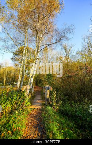 Vista del paesaggio autunnale presso l'Holzmaar vicino a Gillenfeld. Natura idilliaca vicino al lago nella regione vulcanica Eifel della Renania-Palatinato. Foto Stock