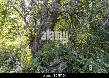 Alberi e cespugli come in una giungla. Crescita selvaggia sulle rovine dell'ex comunità di Gruorn. Il sito abbandonato vicino a Muensingen, nell'Alb svevo Foto Stock