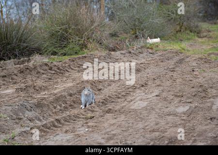 Coniglio grigio selvatico seduto su una pista fangosa con battistrada e cespugli profondi. Due conigli selvatici che riposano Foto Stock