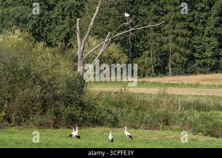 Gruppo di cicogne bianche in un campo vicino a un ruscello e su un albero morto, cicogna bianca (Ciconia ciconia), cicogna clapper, Laisbach, Bobenhausen, Ranstadt, più umida Foto Stock
