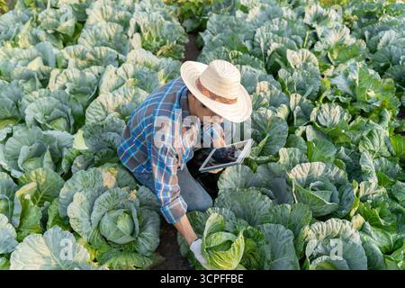 Gli agricoltori utilizzano la principale rete di dati in Internet, la tecnologia agricola, il lavoro sull'analisi dei dati raccolti tramite tablet, la tecnologia per il collegamento dati delle piantagioni Foto Stock