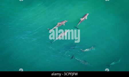 Veduta aerea di un branco di delfini che nuotano nelle acque color acqua verde acqua, i loro eleganti corpi scivolano sotto la superficie, Newcastle, New South Wales, Australia. Foto Stock