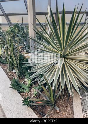 21 settembre 2025, Astana, Repubblica del Kazakistan: Succulente e cactus in un giardino botanico Foto Stock