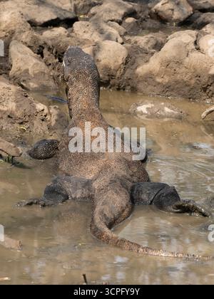 Parco nazionale di Komodo Dragon (Varanus komodoensis), Indonesia Foto Stock