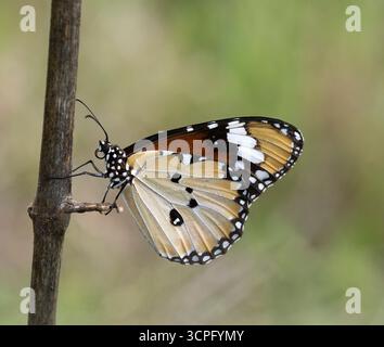 Farfalla della tigre piana (Danaus chrysippus) Bali, Indonesia Foto Stock