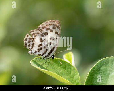 Farfalla Pierrot comune (Castalius rosimon) arroccata sulla foglia, Bali, Indonesia Foto Stock