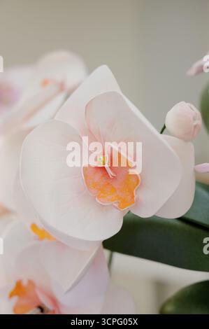 Un primo piano di un delicato fiore di orchidea artificiale, fatto a mano. Orchidea decorativa in foamirano con realistica texture petali. Foto Stock