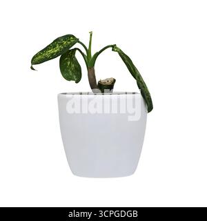Immagine di una dieffenbachia di piante d'appartamento in una pentola su sfondo bianco Foto Stock