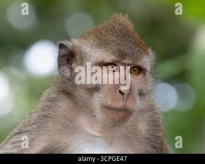 Scimmia balinese a coda lunga (Macaca fascicularis) il Sacro Santuario della Foresta delle scimmie (Foresta delle scimmie Ubud) Bali Foto Stock