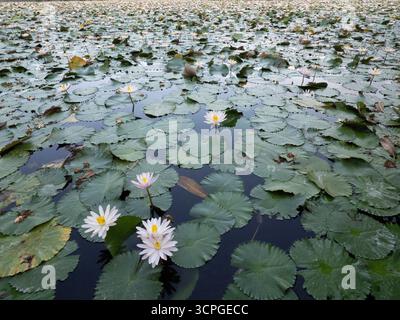 Giglio d'acqua Fiori sullo stagno (Nymphaea selvatica sp) Laguna di Loto, Candidasa, Bali Indonesia Foto Stock