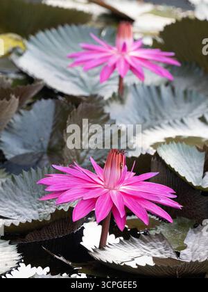 Giglio d'acqua Fiori sullo stagno (Nymphaea selvatica sp) Laguna di Loto, Candidasa, Bali Indonesia Foto Stock