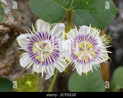 Passiflora foetida Laguna del Loto, Candidasa, Bali Indonesia Foto Stock