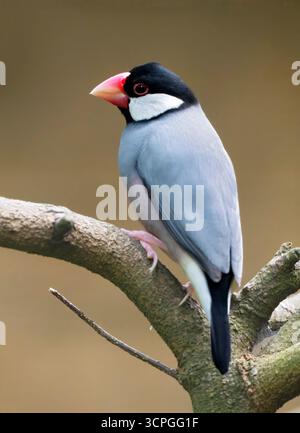 Giava Sparrow (Padda oryzivora) Bali Bird Park, Indonesia, prigioniero Foto Stock